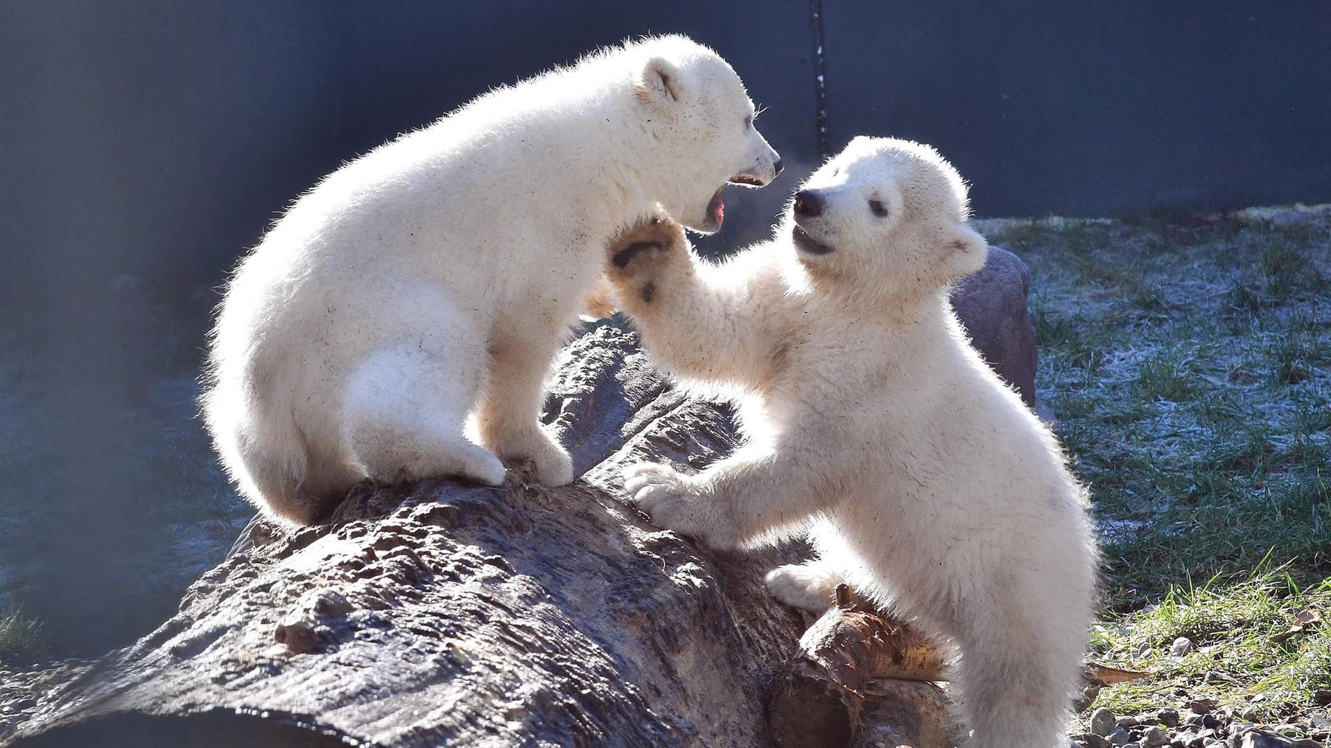 Das erste Jahr der Eisbären-Zwillinge